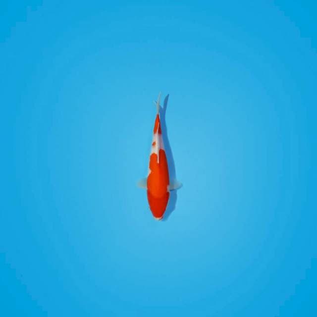 Kohaku 28cm