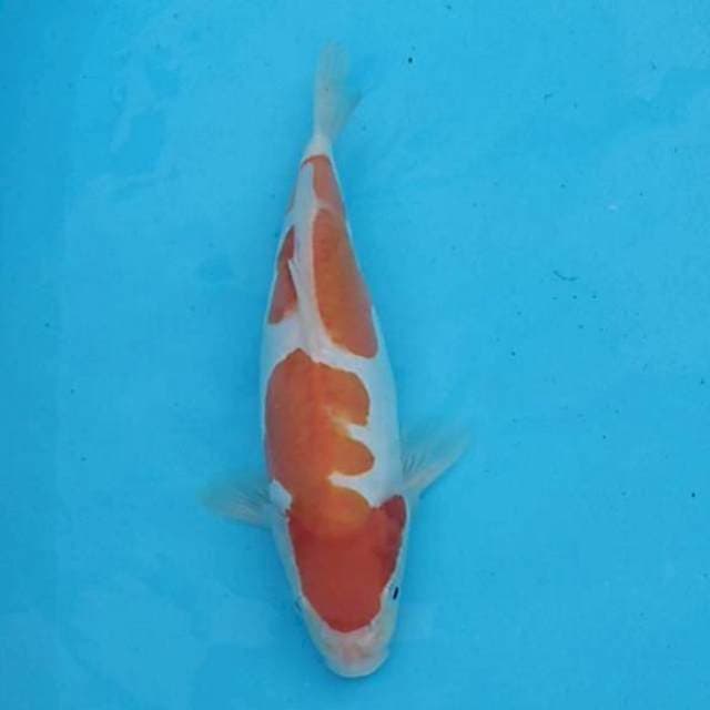 Kohaku doitsu 30cm
