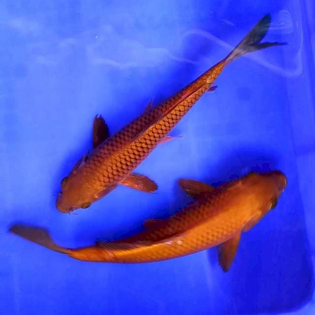 Duo chagoi tembaga // 26&28cm
