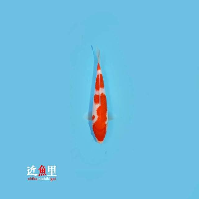 Sandan Kohaku 27 cm
