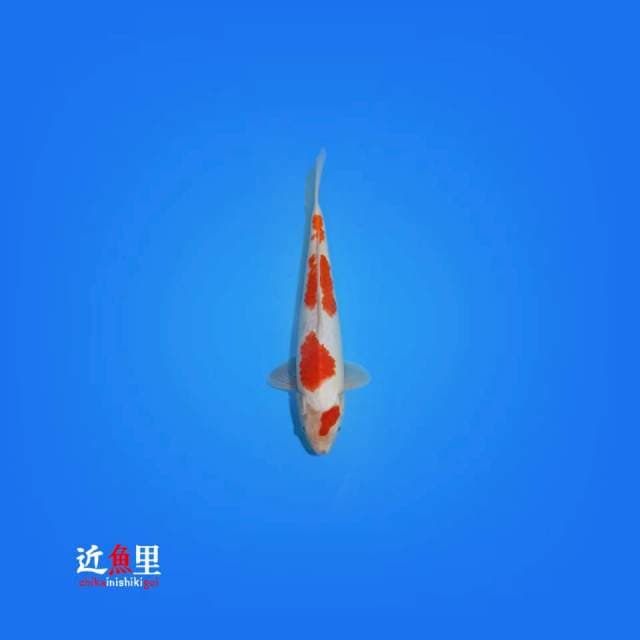 Yondan Kohaku 