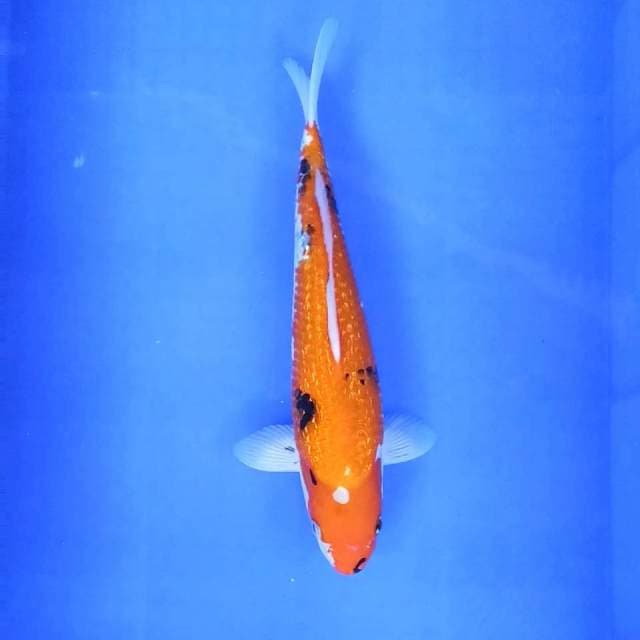 Sanke gindrin // 33cm