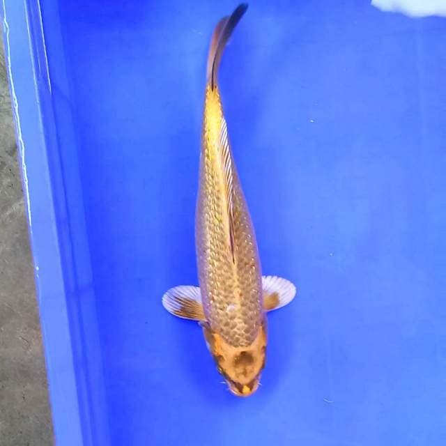 Mukashi gindrin // 32cm