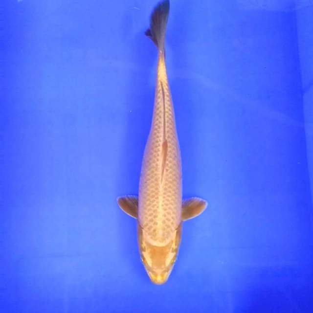 Ogon // 31cm