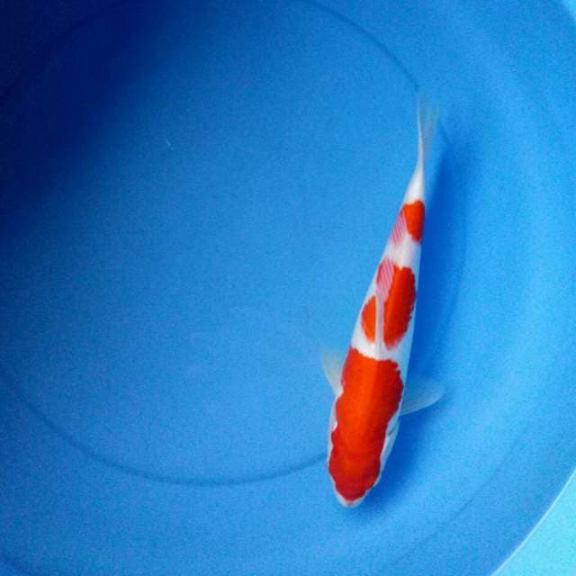 SANDAN KOHAKU CIAMIK