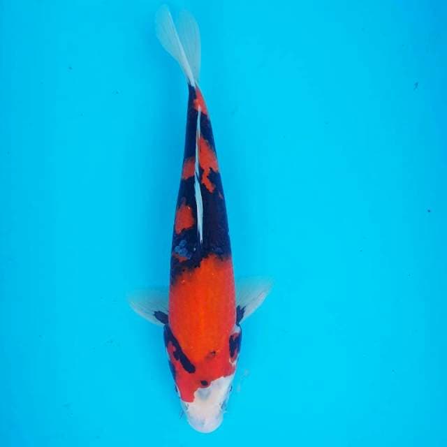 SHOWA 31CM
