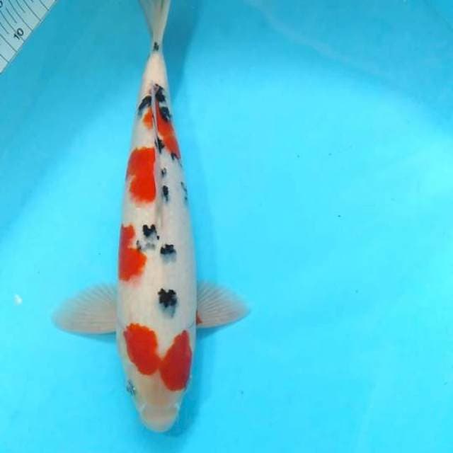 Snake subosumi jantan
