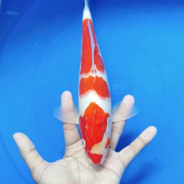 Kohaku red strong male