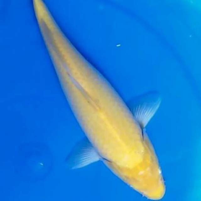 Karashi 34 cm