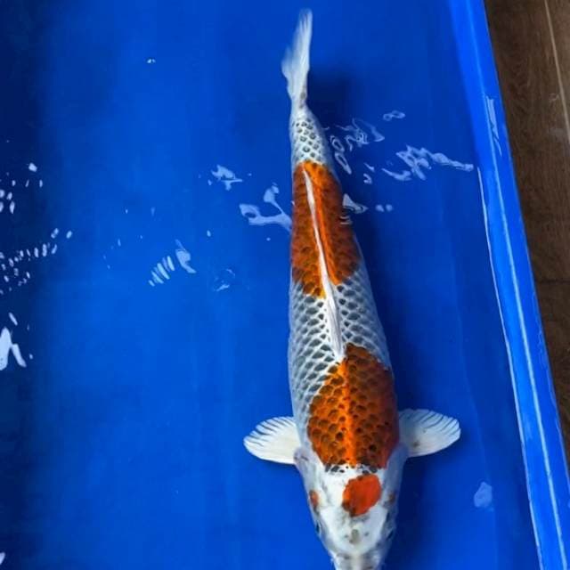Kujaku female