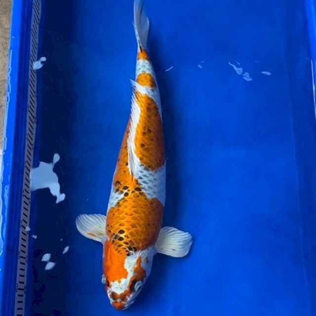 Kujaku Female