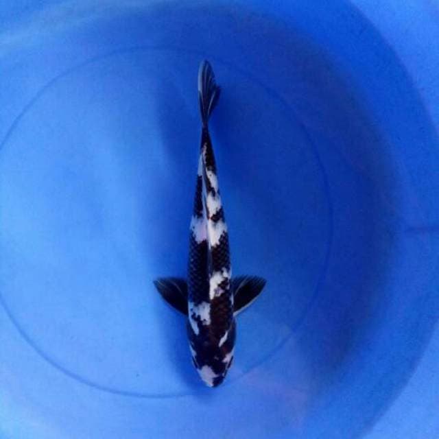 SPIDER - CIAMIK SHIRO JETblack 