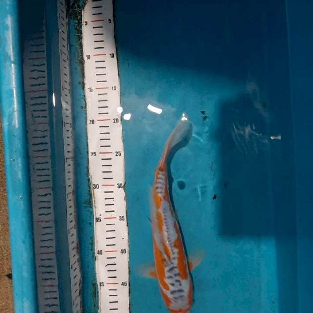 Hana monina 32cm