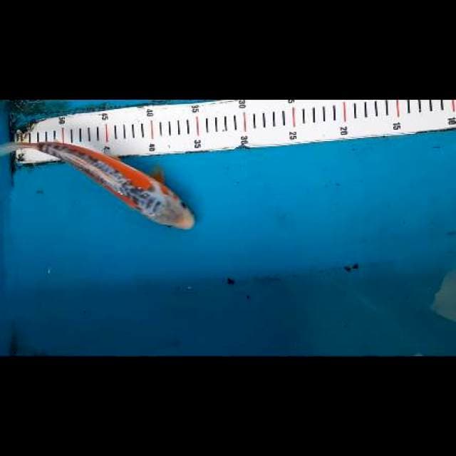 HaShu 22cm