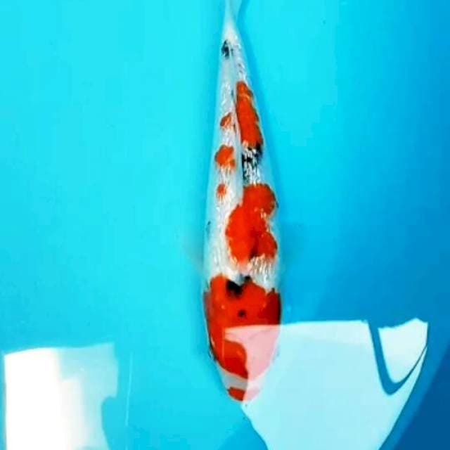 Sanke kucibeni ginrin 25 cm f