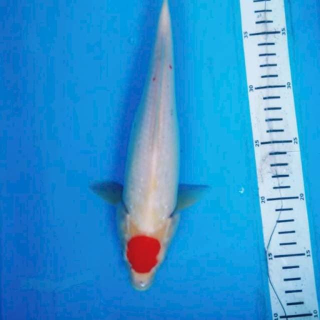 TANCHO KOHAKU