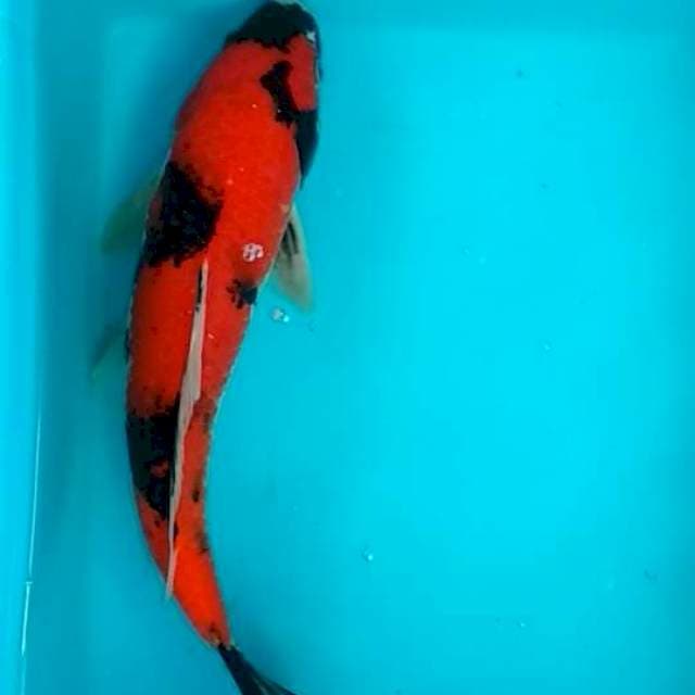Showa merah jreeenggg