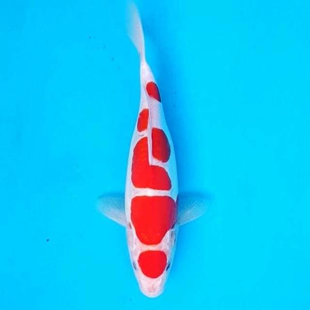 MARUTEN DOITSU KOHAKU 29CM