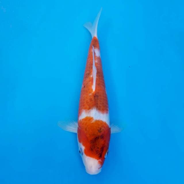 Ai goromo import non serti 26cm