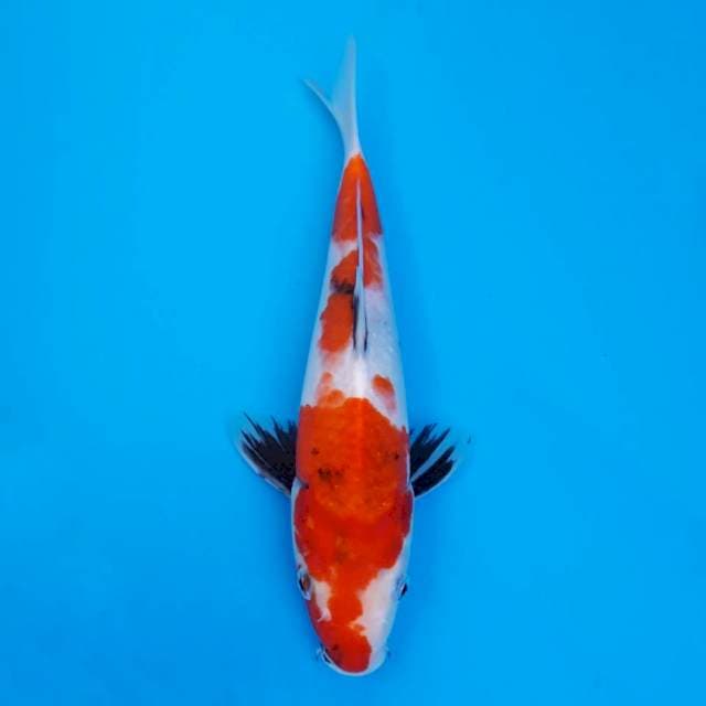 Showa import non serti 26cm