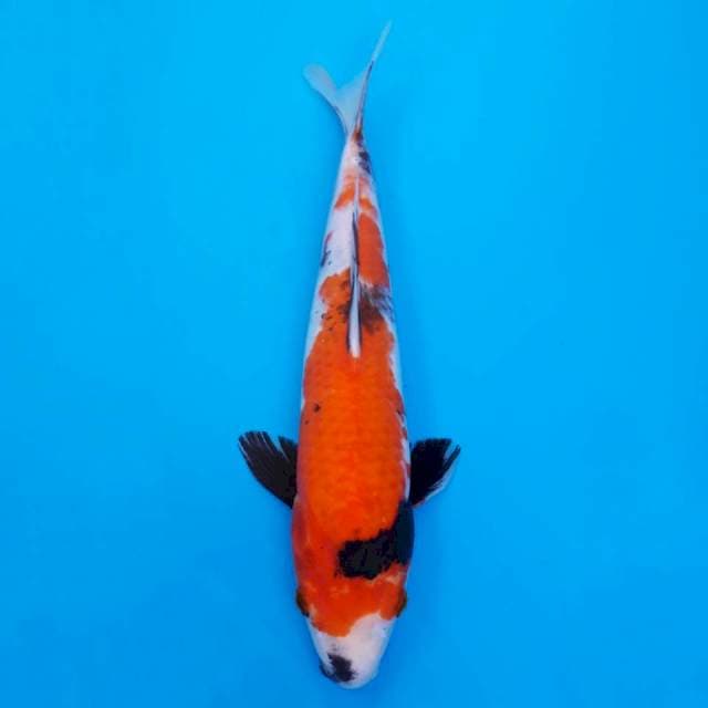 Showa import non serti 30cm