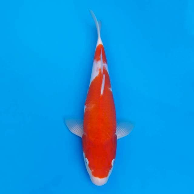 Kohaku import non serti 31cm