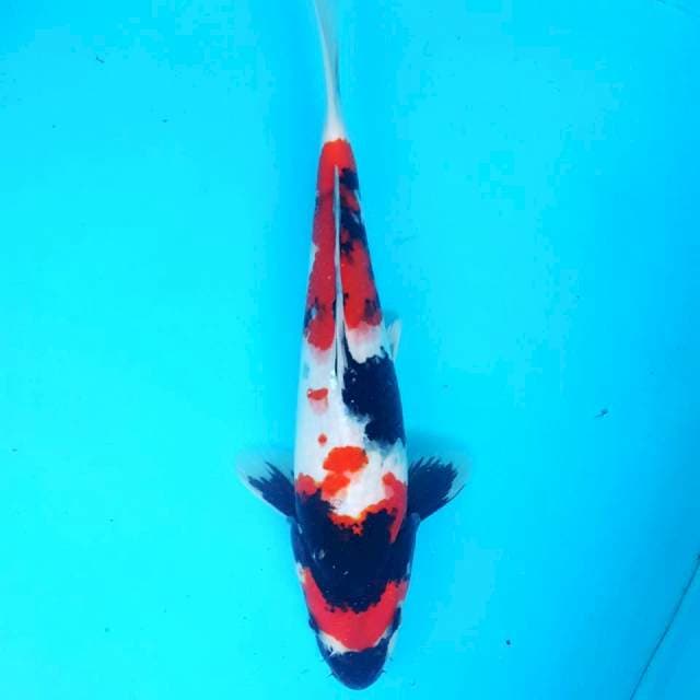 SHOWA KINDAI 30CM