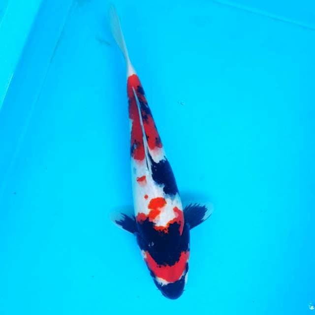 SHOWA KINDAI 30CM