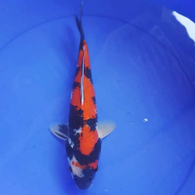 SHOWA 32CM
