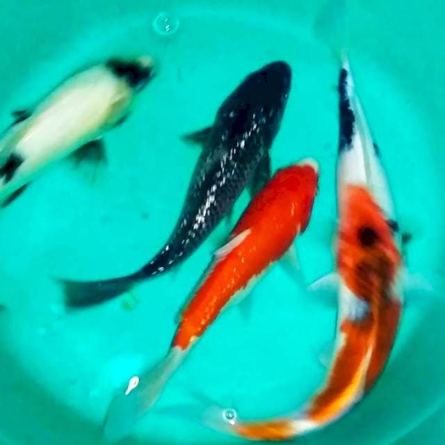 Mix 21-25cm