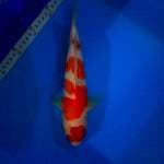 kohaku F1 size 30 cm