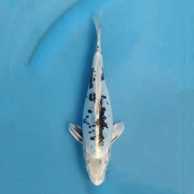 Kiko Import non serti