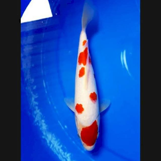 Kohaku sakura 27cm female