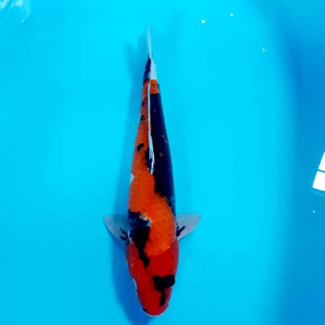 Showa 37 male