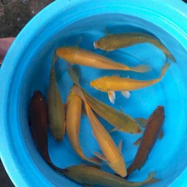 Mix pololasan midhori karasi tenbaga 10 ekor