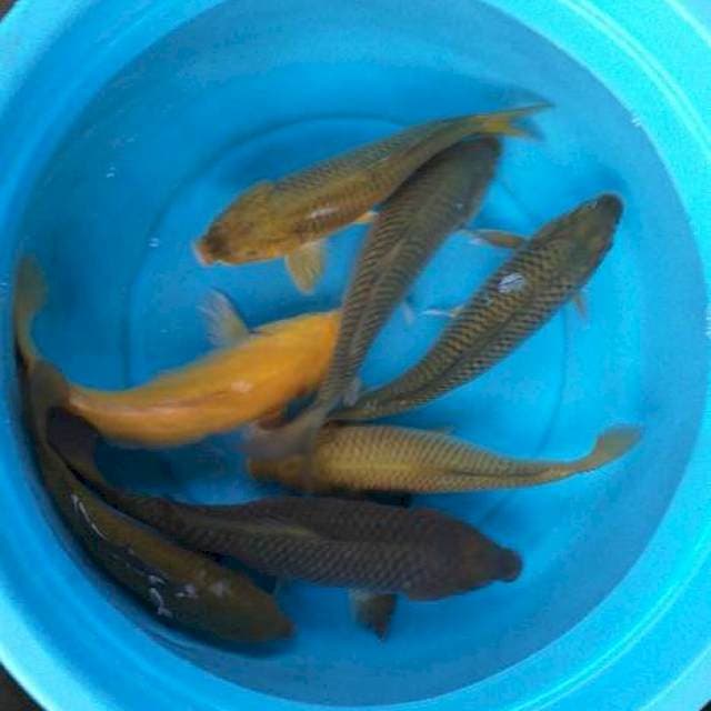 Mix polosan karasi midhori 7 ekor
