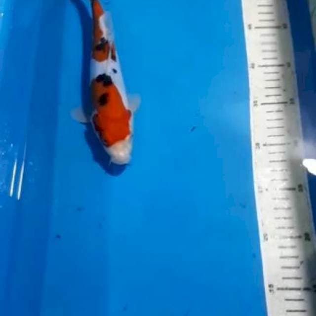 DOITSU SANKE 24 CM