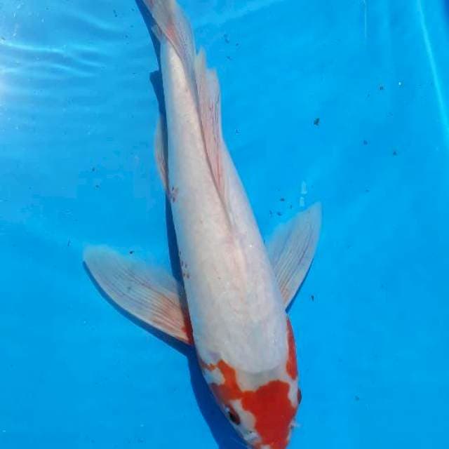 KUMPAY TANCHO ASAGI 35cm