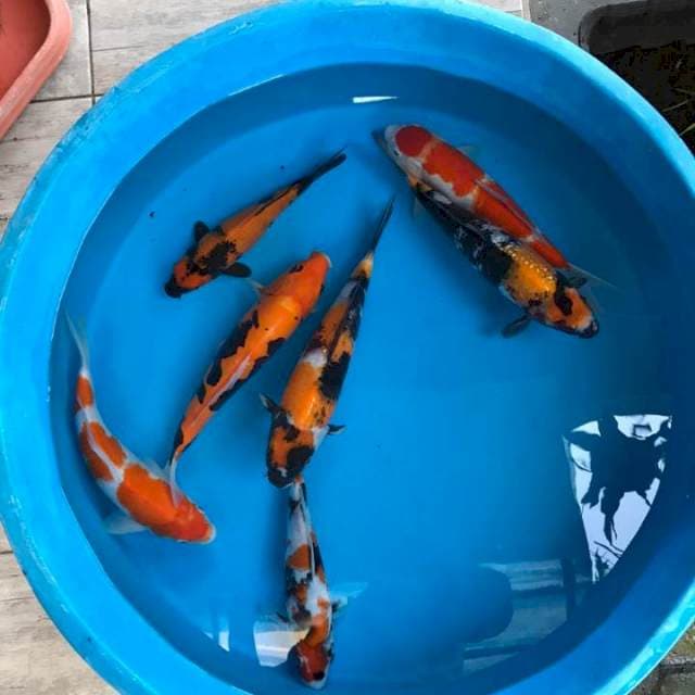 Mix 7 ekor 25-33 cm