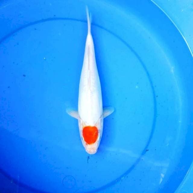 TANCHO DOITSU 29CM