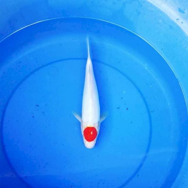2 ~ TANCHO DOITSU 29CM