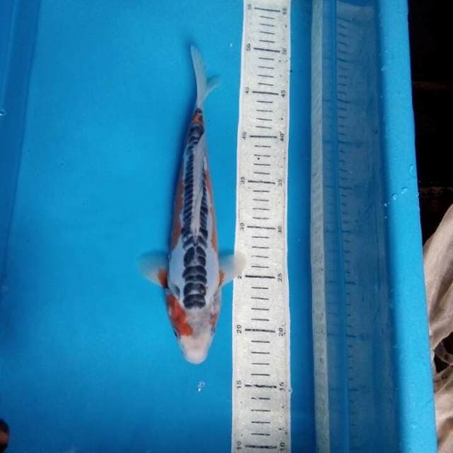 Shusui 30cm