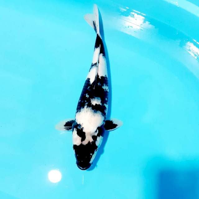 Shiro 36cm