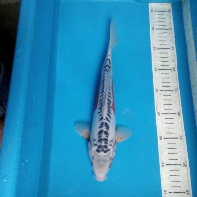 Shusui 33cm