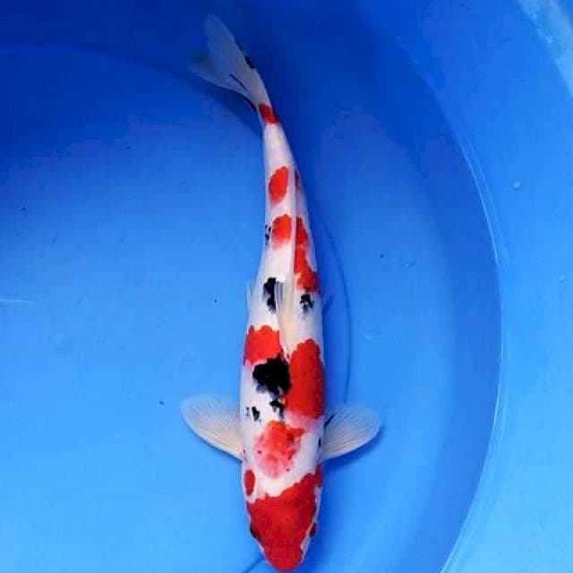 Sanke 34 cm jozzz