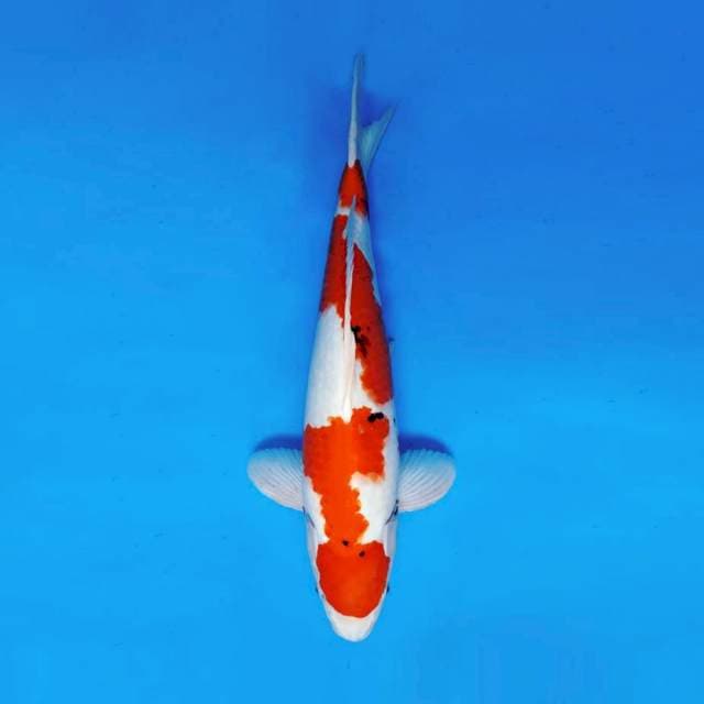 HANAMASA 13 ~ SHOWA JUMBO ™