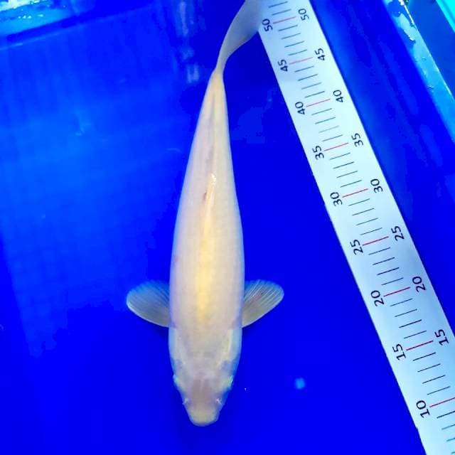 Karashi 40 cm mata merah
