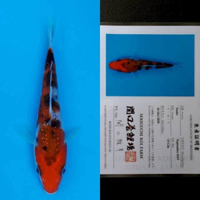 sekiguchi sanke 13cm sertifikat