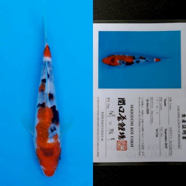 Sekiguchi sanke 16cm sertifikat