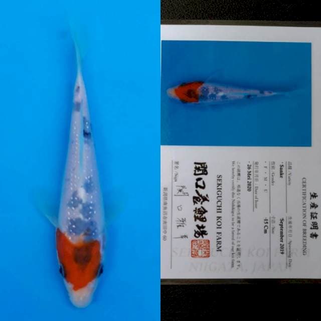 Sekiguchi tancho sanke 15cm sertifikat